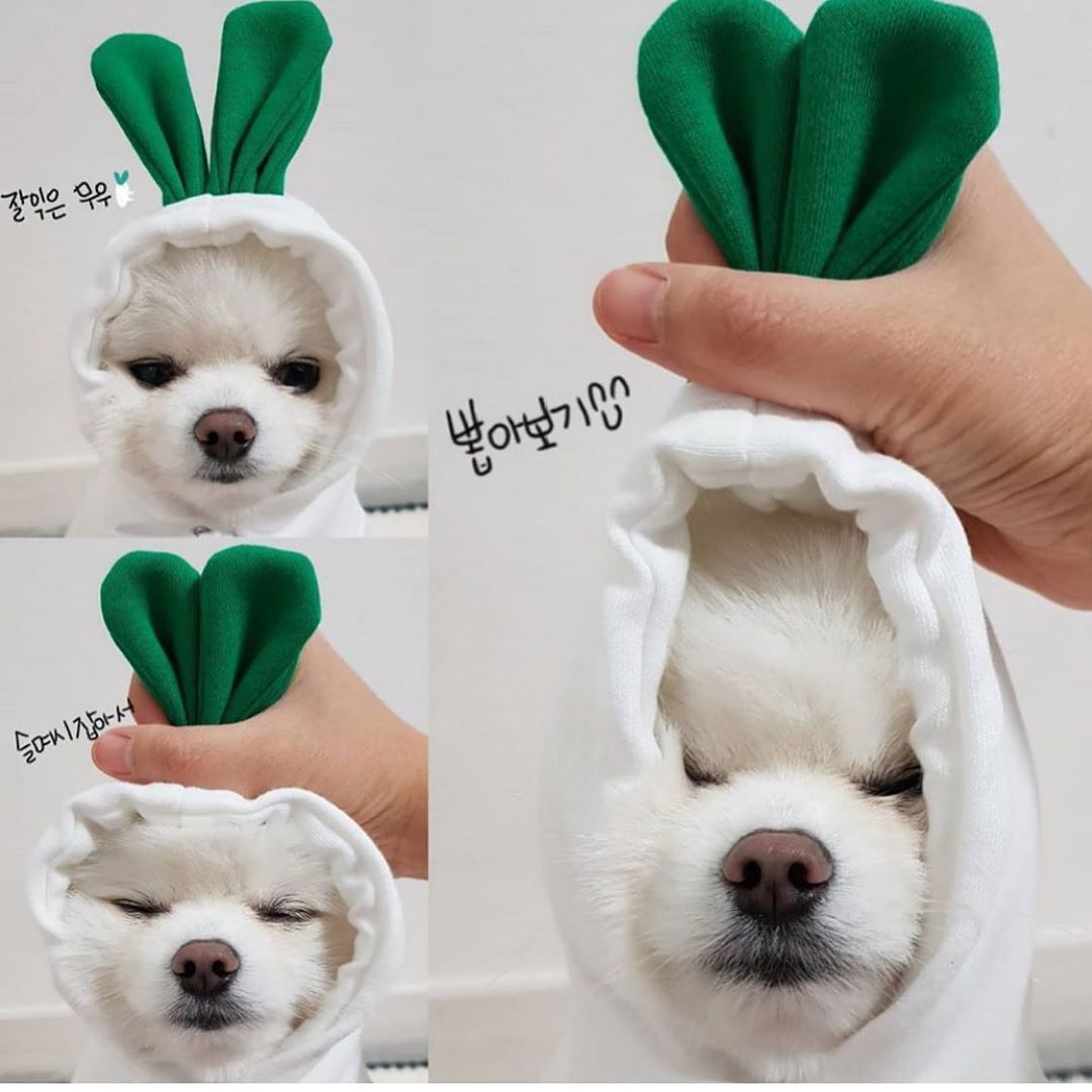 Fruit Dog Hoodie – Cozy Winter Pet Coat - photo 11