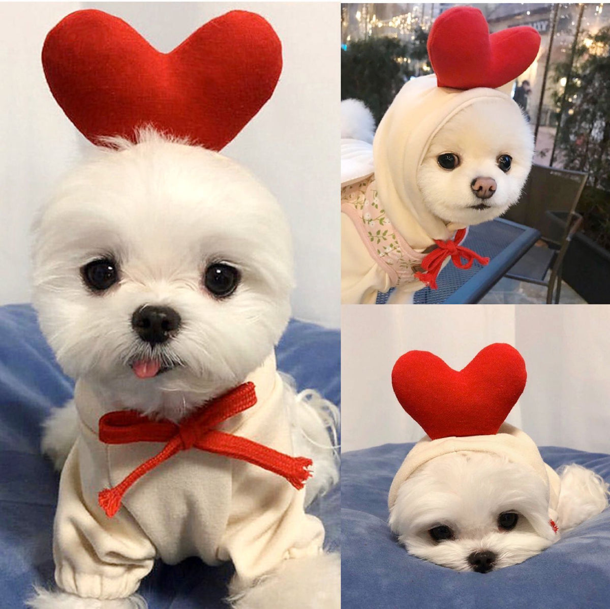 Fruit Dog Hoodie – Cozy Winter Pet Coat - photo 9