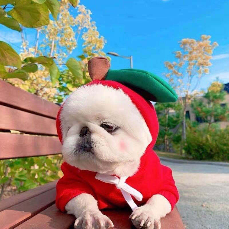 Fruit Dog Hoodie – Cozy Winter Pet Coat - photo 7
