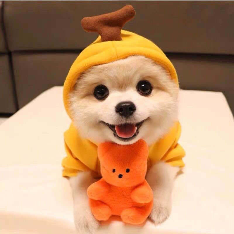 Fruit Dog Hoodie – Cozy Winter Pet Coat - photo 14