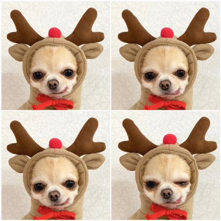 Fruit Dog Hoodie – Cozy Winter Pet Coat - photo 13