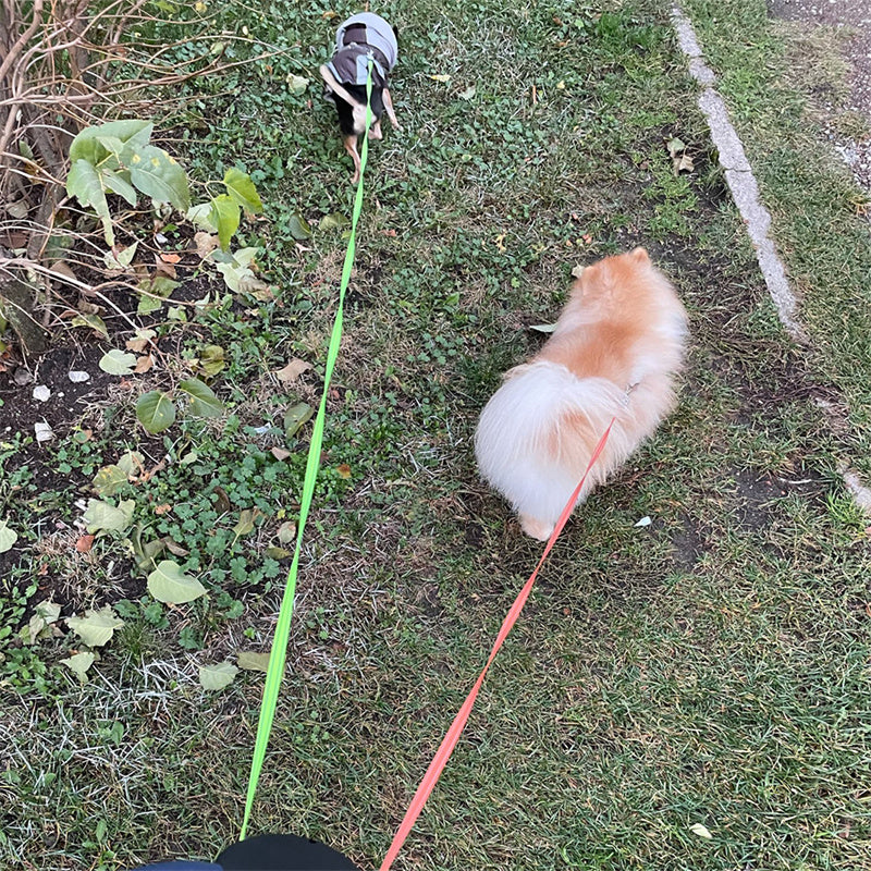 Reflective Dog Leash Retractable Small